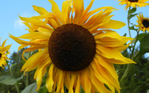 Helianthus, Sunflower, copyright Nancy Noll Kolinski
