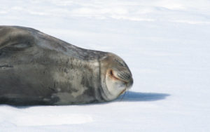 Leopard Seal in Antarctica, copyright Nancy Noll Kolinski